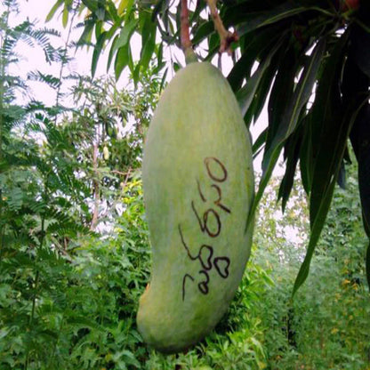 Peddarasamu Mango Aam Grafted Healthy Fruit Plant