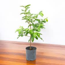 Pedro Sato Guava Air Layered Healthy Fruit Plant
