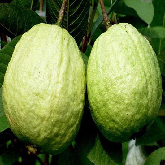 Penang White Guava Air Layered Healthy Fruit Plant