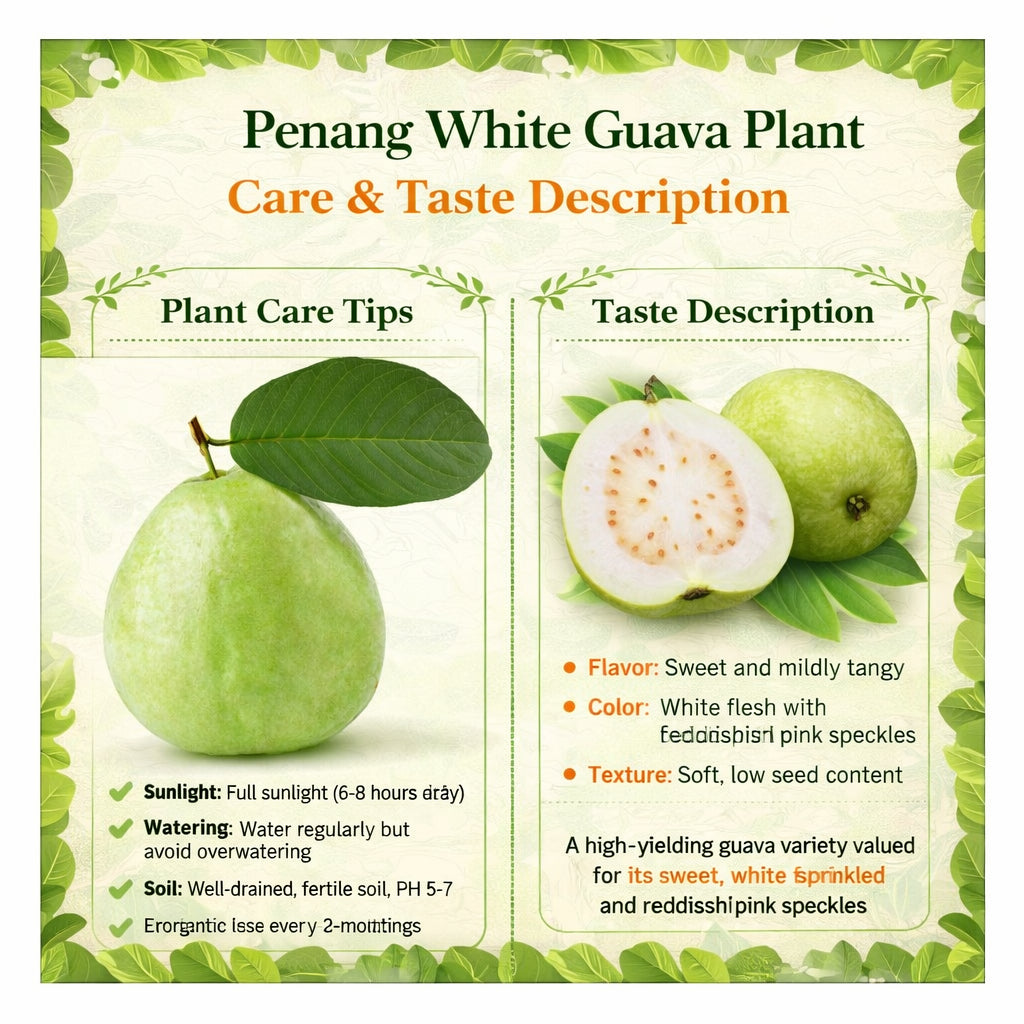 Penang White Guava Air Layered Healthy Fruit Plant
