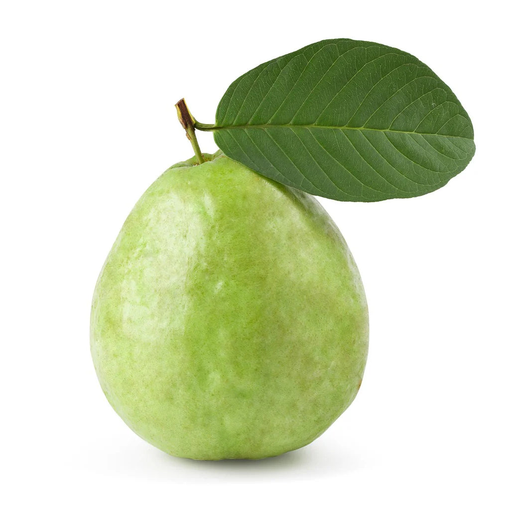 Penang White Guava Air Layered Healthy Fruit Plant