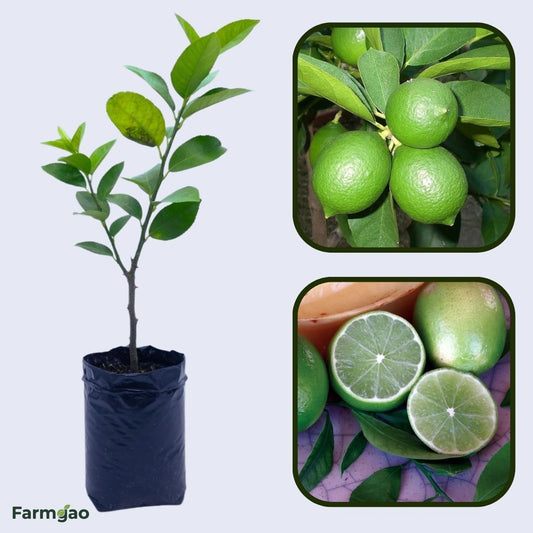 Persian Lime (Tahiti Lime) Plant Live Nimbu Tree Kagzi Lemon Citrus Limon Fruit Plant