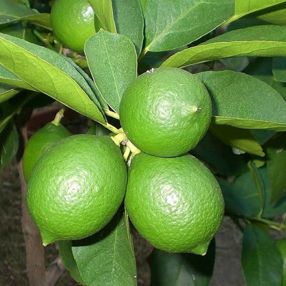 Persian Lime (Tahiti Lime) Plant Live Nimbu Tree Kagzi Lemon Citrus Limon Fruit Plant