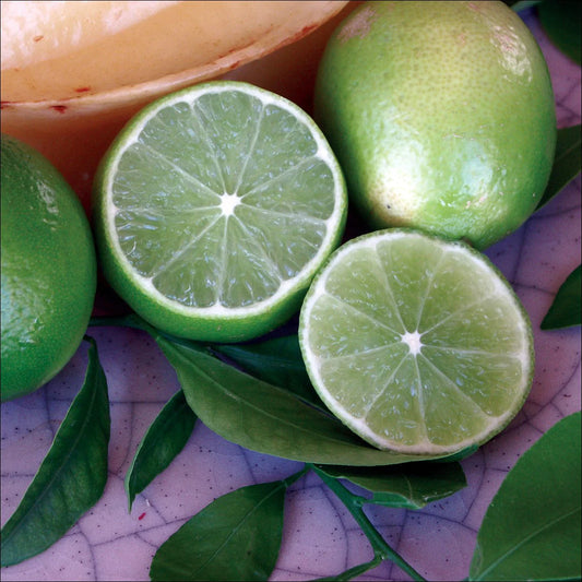Persian Lime (Tahiti Lime) Plant Live Nimbu Tree Kagzi Lemon Citrus Limon Fruit Plant