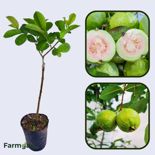 Peruvian White Guava Air Layered Healthy Fruit Plant