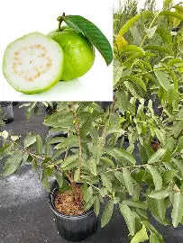 Peruvian White Guava Air Layered Healthy Fruit Plant