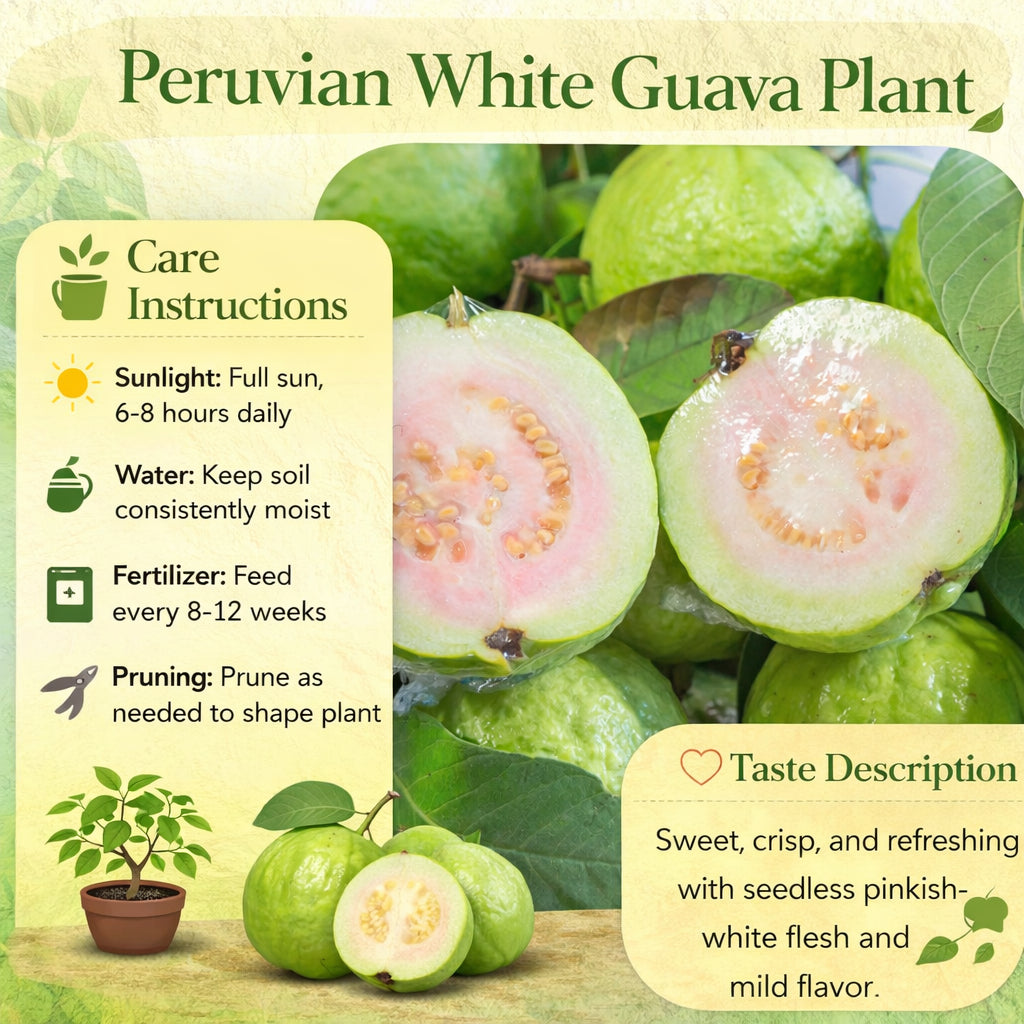 Peruvian White Guava Air Layered Healthy Fruit Plant