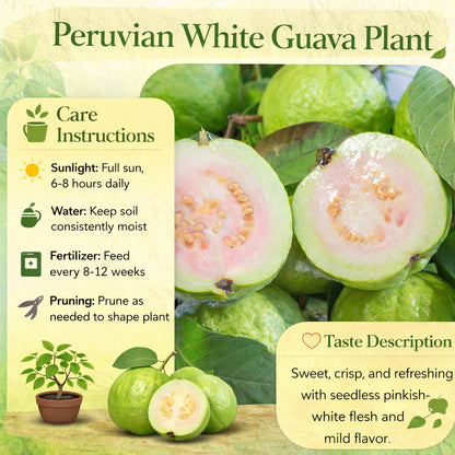 Peruvian White Guava Air Layered Healthy Fruit Plant