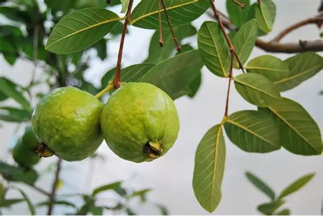 Peruvian White Guava Air Layered Healthy Fruit Plant