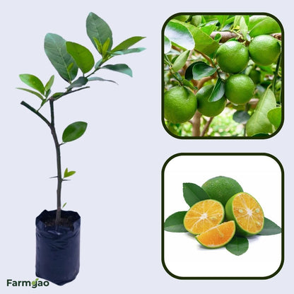 Philippine Lime (Calamansi) Plant Live Nimbu Tree Kagzi Lemon Citrus Limon Fruit Plant