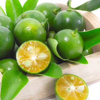 Philippine Lime (Calamansi) Plant Live Nimbu Tree Kagzi Lemon Citrus Limon Fruit Plant