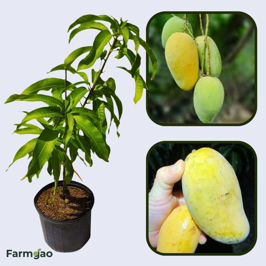 Phimsen Mun Mango Aam Grafted Healthy Fruit Plant