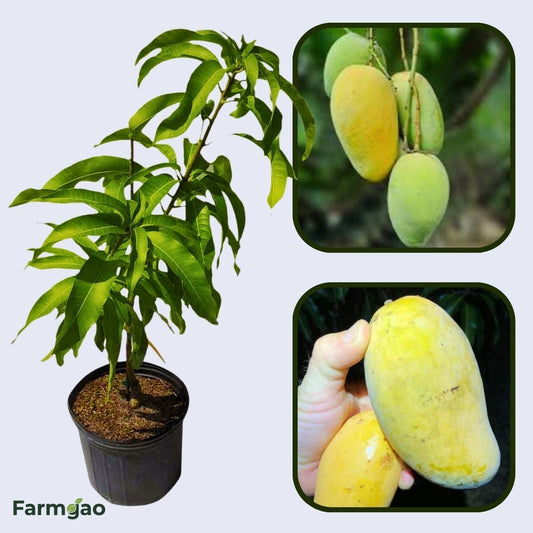 Phimsen Mun Mango Aam Grafted Healthy Fruit Plant