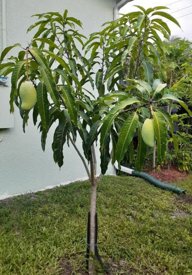 Phimsen Mun Mango Aam Grafted Healthy Fruit Plant