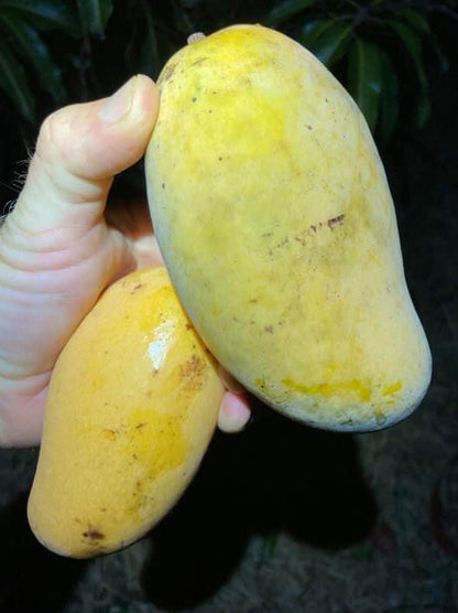 Phimsen Mun Mango Aam Grafted Healthy Fruit Plant