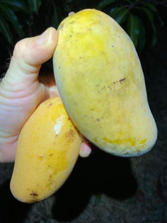 Phimsen Mun Mango Aam Grafted Healthy Fruit Plant