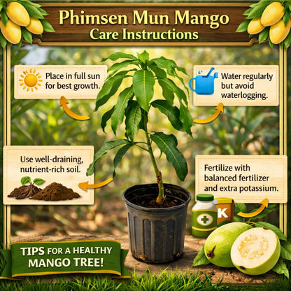 Phimsen Mun Mango Aam Grafted Healthy Fruit Plant
