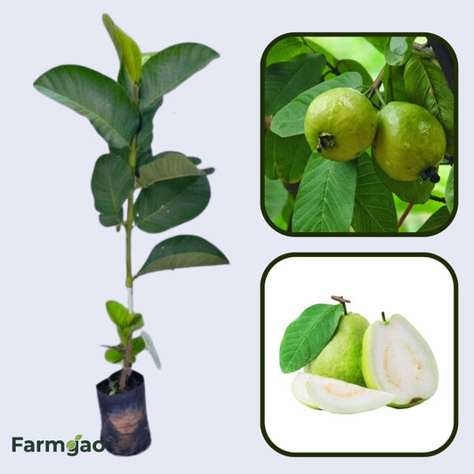 Phnom Penh White Guava Air Layered Healthy Fruit Plant