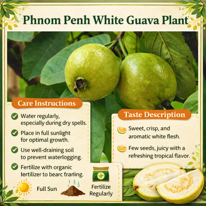 Phnom Penh White Guava Air Layered Healthy Fruit Plant