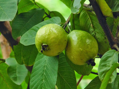 Phnom Penh White Guava Air Layered Healthy Fruit Plant