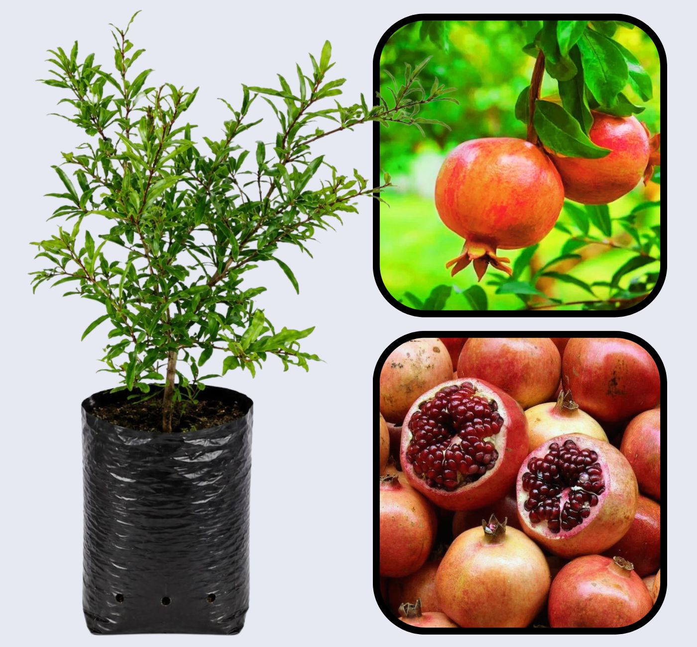Phule Arakta Pomegranate Grafted Fruit Plant – High Yielding Sweet Juicy Anar Tree Variety