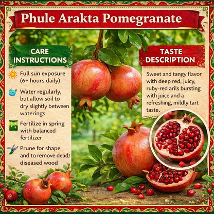 Phule Arakta Pomegranate Grafted Fruit Plant – High Yielding Sweet Juicy Anar Tree Variety