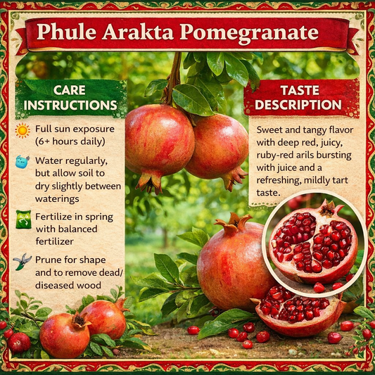 Phule Arakta Pomegranate Grafted Fruit Plant – High Yielding Sweet Juicy Anar Tree Variety