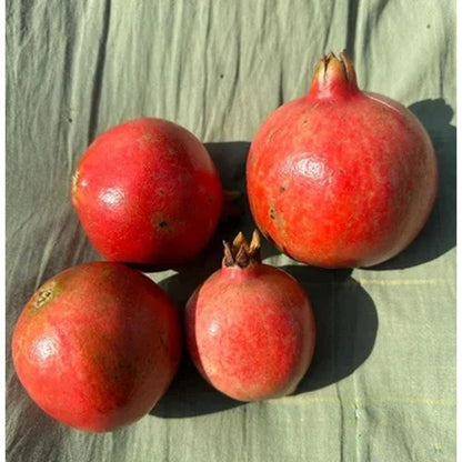 Phule Arakta Pomegranate Grafted Fruit Plant – High Yielding Sweet Juicy Anar Tree Variety