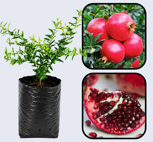 Phule Bhagwa Super Pomegranate Grafted Fruit Plant – High Yielding Sweet Juicy Anar Tree Variety