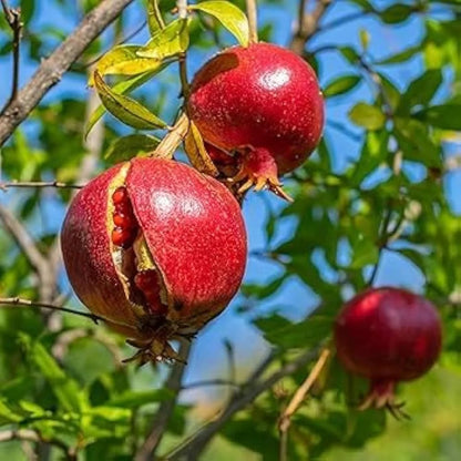 Phule Bhagwa Super Pomegranate Grafted Fruit Plant – High Yielding Sweet Juicy Anar Tree Variety