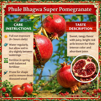 Phule Bhagwa Super Pomegranate Grafted Fruit Plant – High Yielding Sweet Juicy Anar Tree Variety