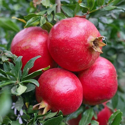 Phule Bhagwa Super Pomegranate Grafted Fruit Plant – High Yielding Sweet Juicy Anar Tree Variety