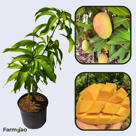 Pickering Mango Aam Grafted Healthy Fruit Plant