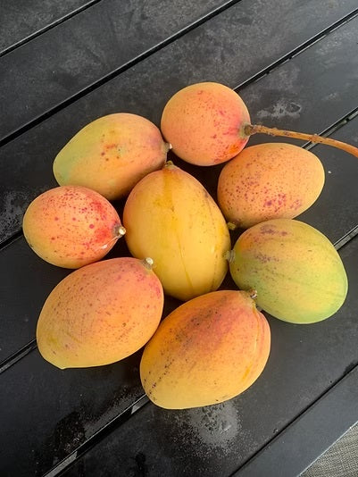 Pickering Mango Aam Grafted Healthy Fruit Plant