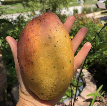 Pickering Mango Aam Grafted Healthy Fruit Plant