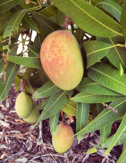 Pickering Mango Aam Grafted Healthy Fruit Plant