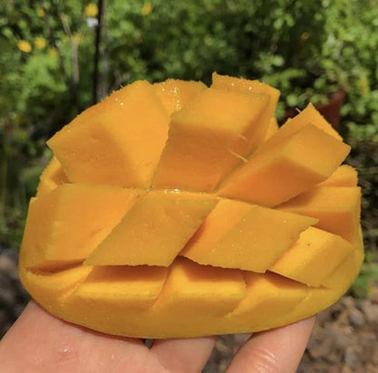 Pickering Mango Aam Grafted Healthy Fruit Plant
