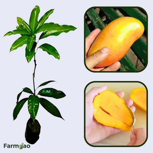 Pico Mango Aam Grafted Healthy Fruit Plant