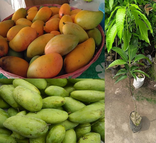 Pico Mango Aam Grafted Healthy Fruit Plant
