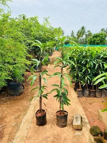 Pico Mango Aam Grafted Healthy Fruit Plant