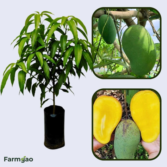 Pim Seng Mun Mango Aam Grafted Healthy Fruit Plant