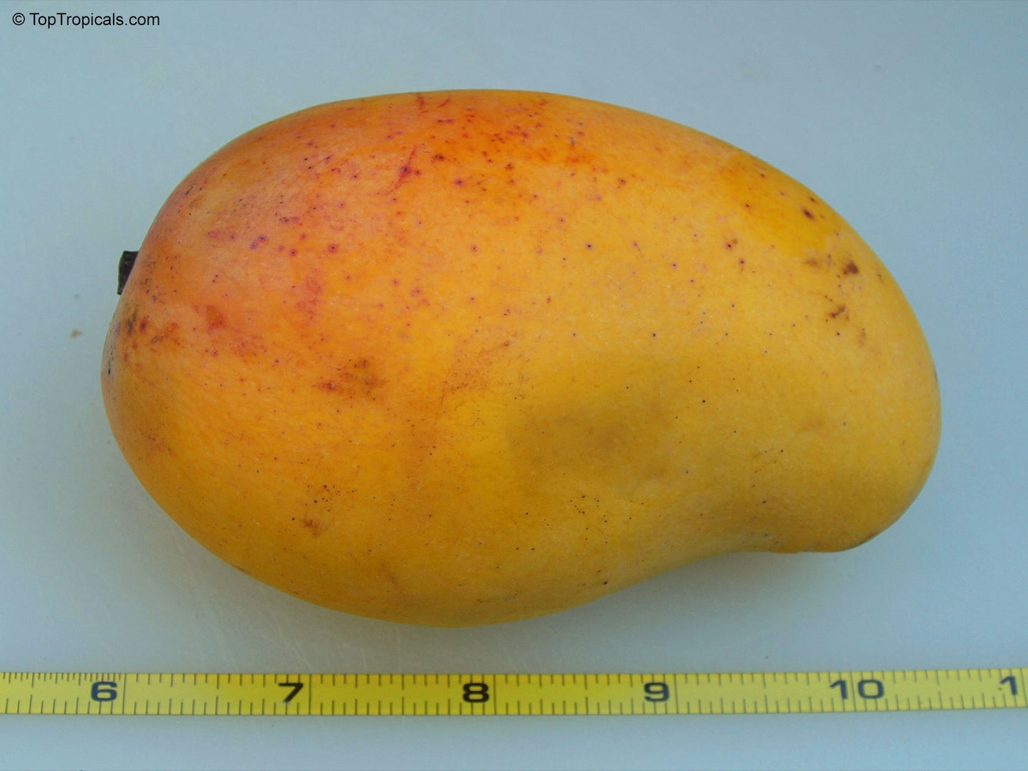 Pim Seng Mun Mango Aam Grafted Healthy Fruit Plant
