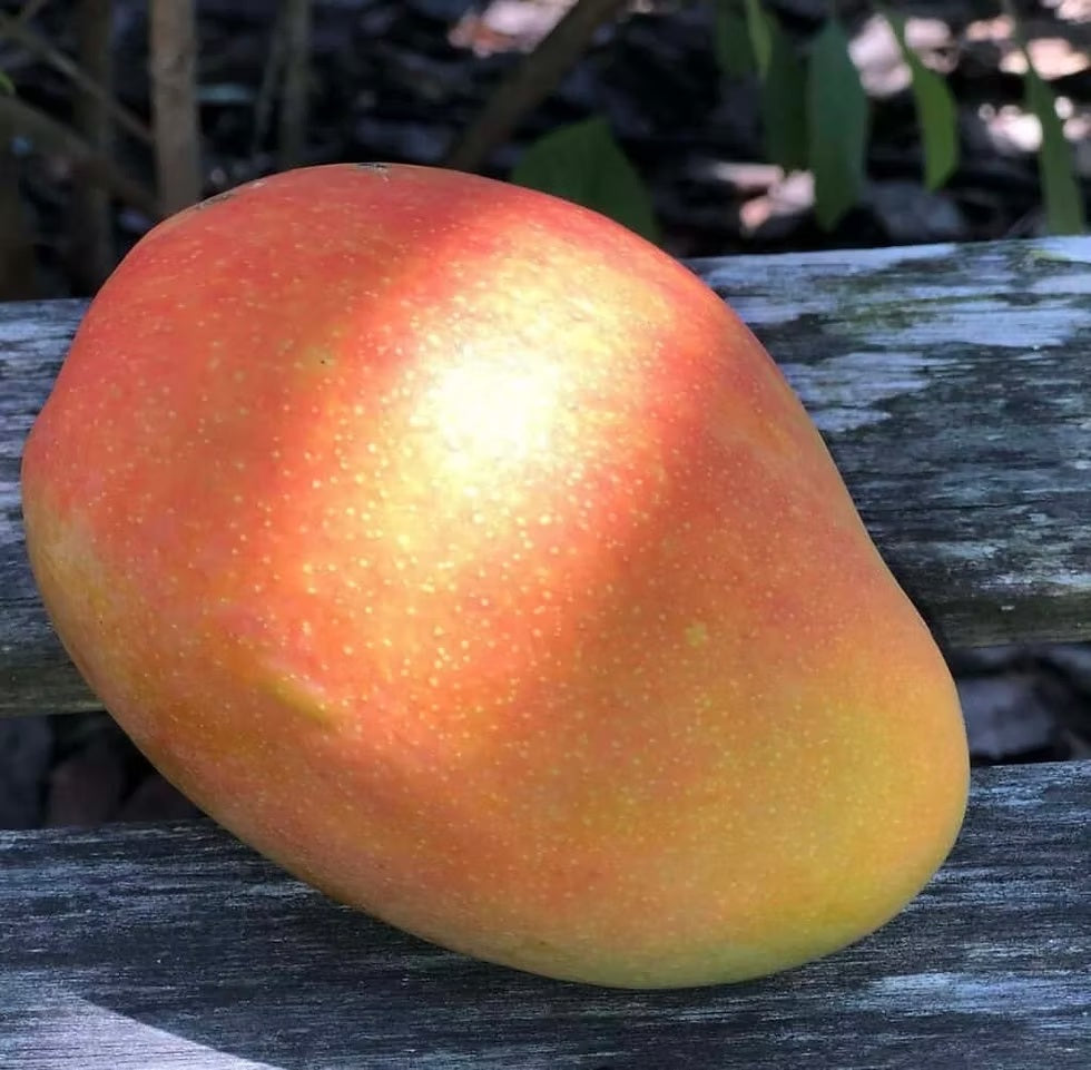 Pim Seng Mun Mango Aam Grafted Healthy Fruit Plant