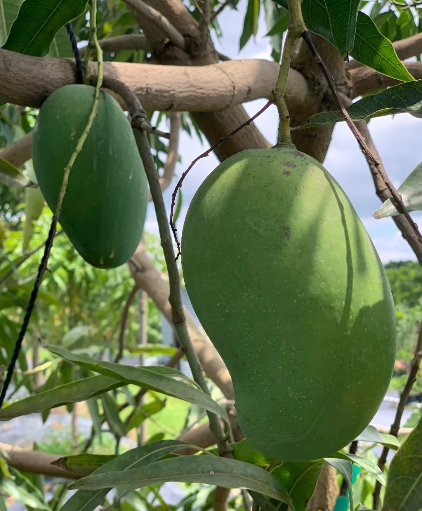 Pim Seng Mun Mango Aam Grafted Healthy Fruit Plant