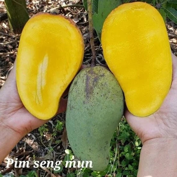 Pim Seng Mun Mango Aam Grafted Healthy Fruit Plant