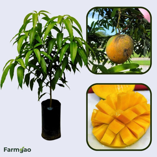 Pina Colada Mango Aam Grafted Healthy Fruit Plant