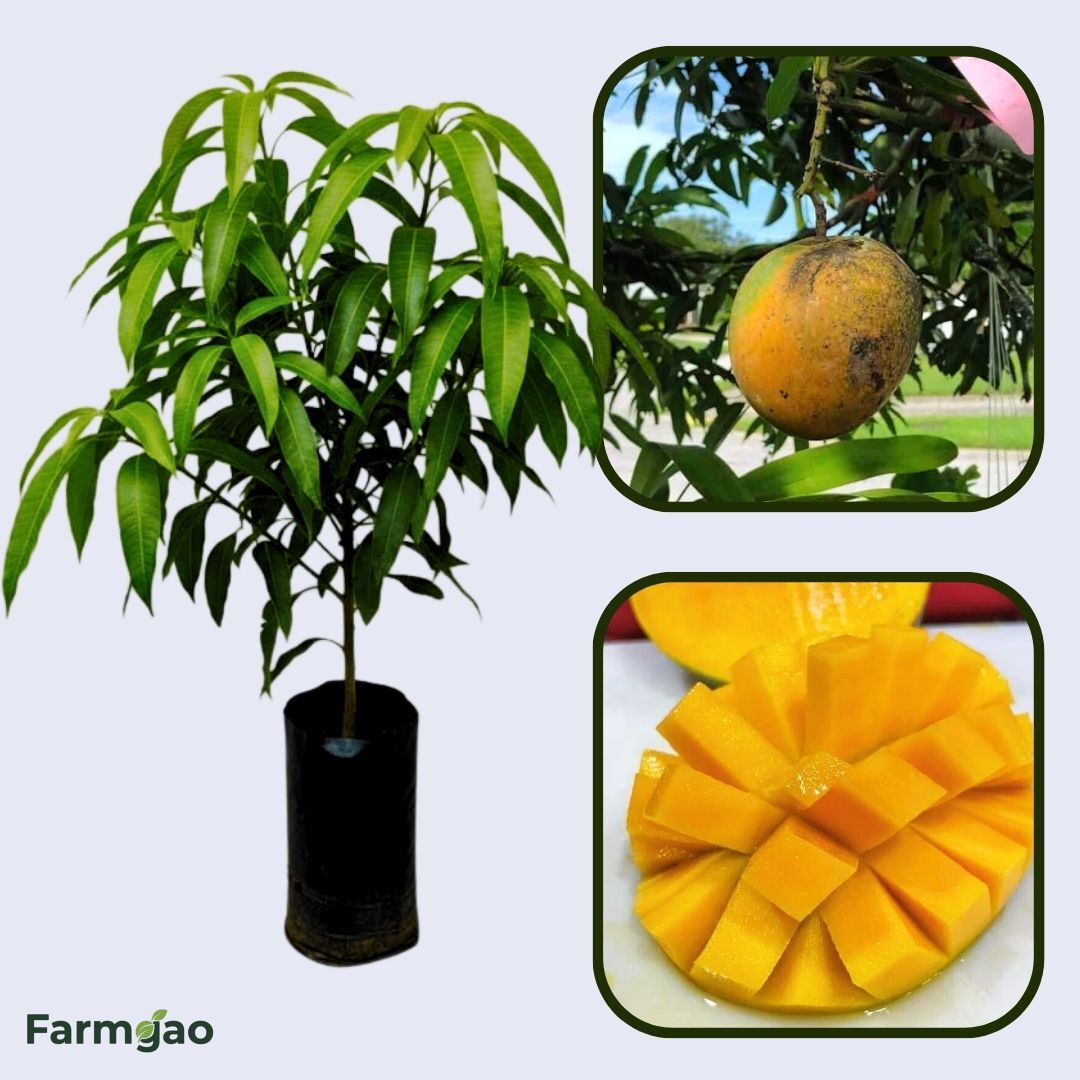 Piña Colada Mango Aam Grafted Healthy Fruit Plant