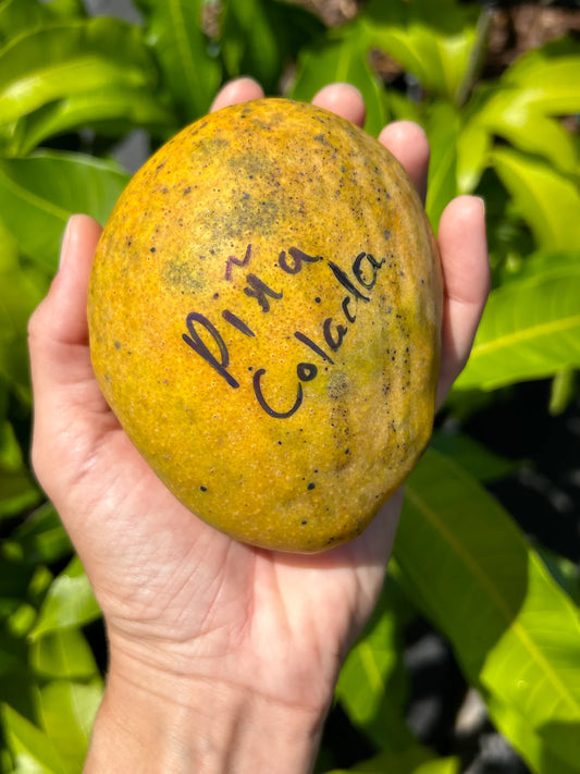 Pina Colada Mango Aam Grafted Healthy Fruit Plant
