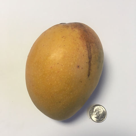 Piña Colada Mango Aam Grafted Healthy Fruit Plant