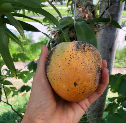 Piña Colada Mango Aam Grafted Healthy Fruit Plant
